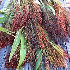 Dried Broom Sorghum Seed Heads for Crafts
