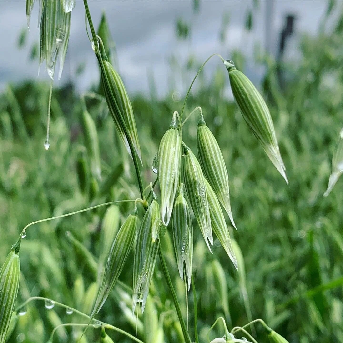 Oats seeds for planting with mature green and golden oat plants growing in a garden