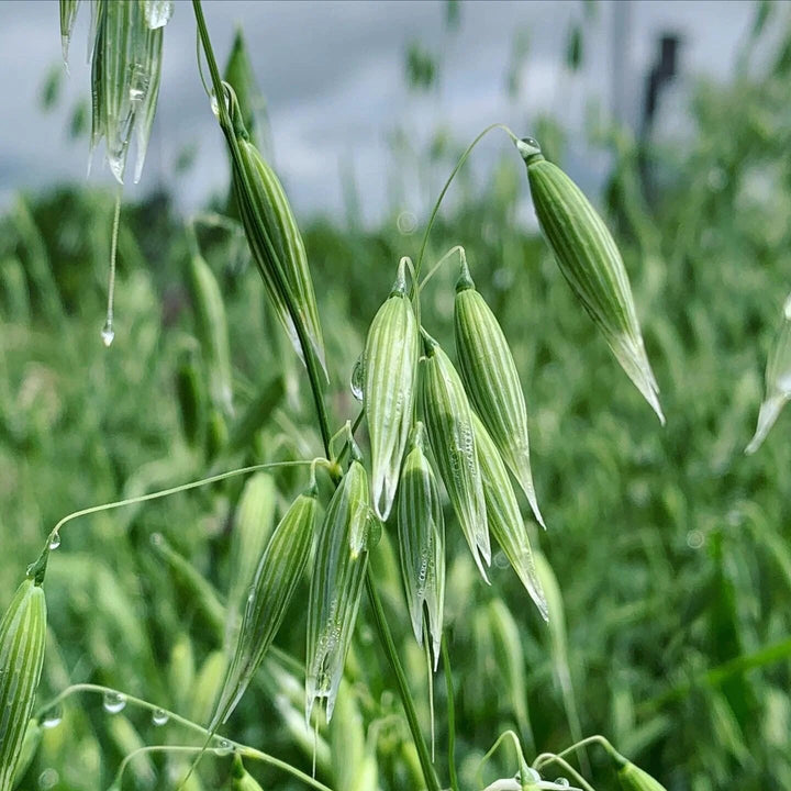 Oats seeds for planting with mature green and golden oat plants growing in a garden
