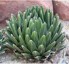 Young Agave Victoriae Seedlings Growing in Container 
