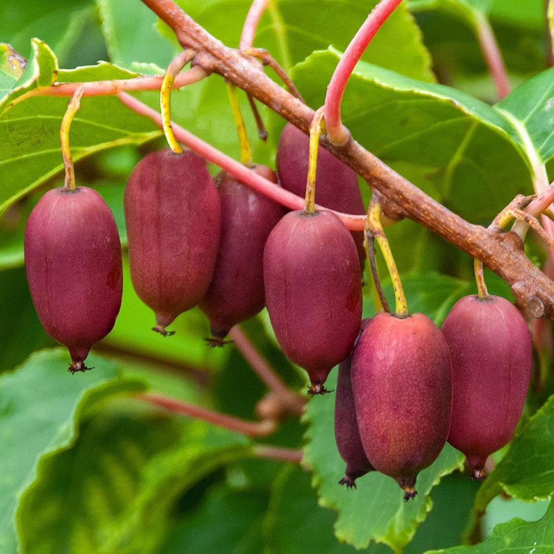 red heart kiwi seeds