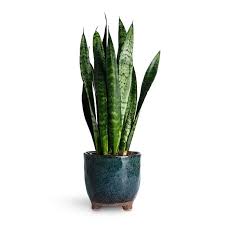 Mature Sansevieria with Architectural Foliage