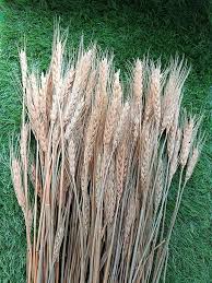 Mature Wheat Plants with Golden Seed Heads