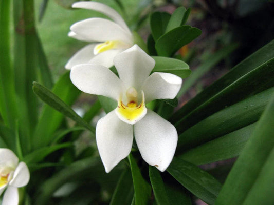 White Cymbidium flower seeds