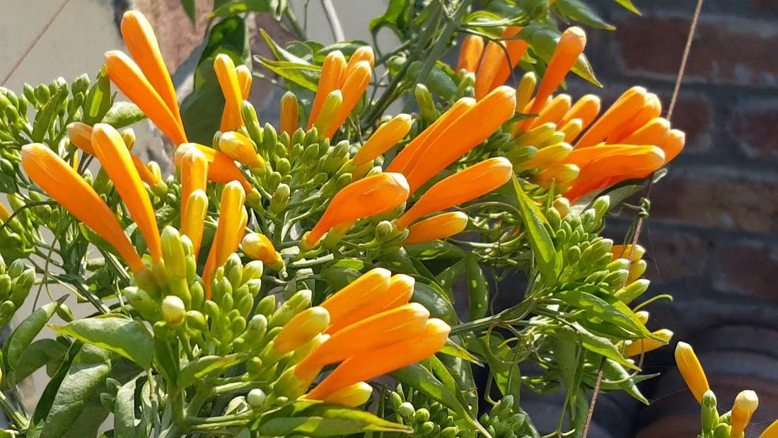 Yellow Pyrostegia flower seeds