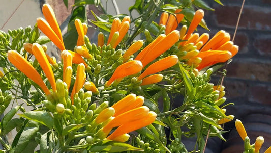 Yellow Pyrostegia flower seeds