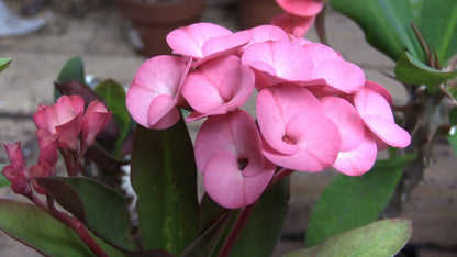 Blue Euphorbia Milii Flower Seeds for Planting – Heirloom Non-GMO Garden Seeds