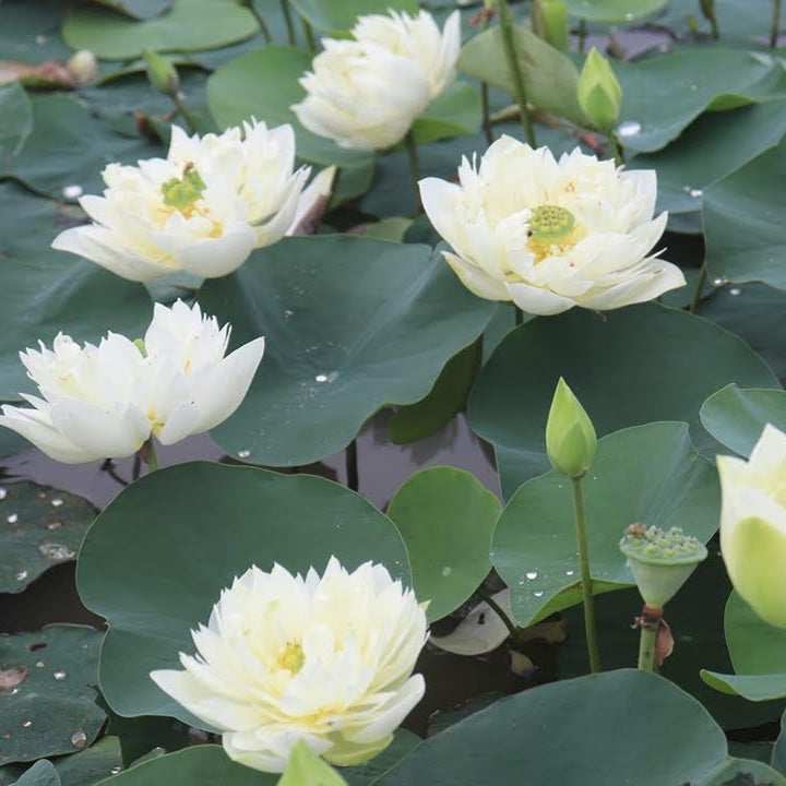 Exotic Collector’s Lotus plant