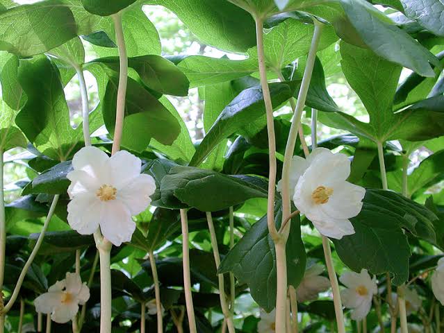 Mayapple (Podophyllum peltatum) plant with broad umbrella-shaped green leaves and delicate white spring flowers growing in a shaded woodland garden.