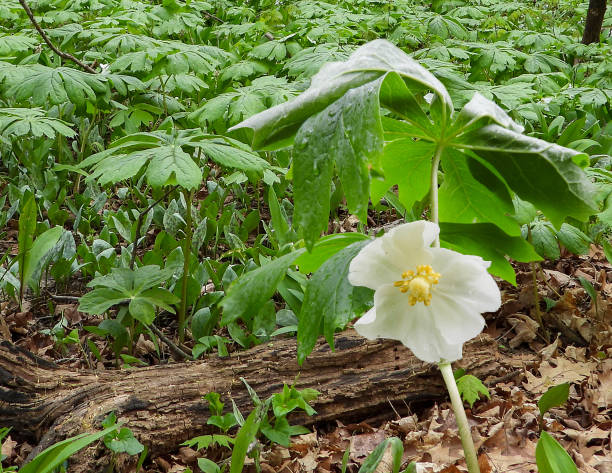 Mayapple (Podophyllum peltatum) plant with broad umbrella-shaped green leaves and delicate white spring flowers growing in a shaded woodland garden.