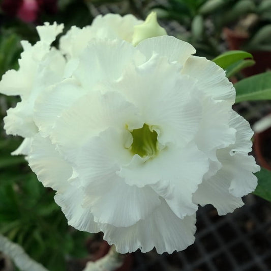White Adenium flower seeds