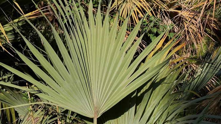 Green Mazari Palm with fan-shaped green foliage grown from seeds