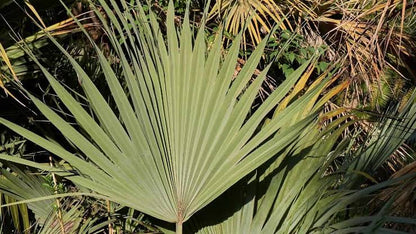 Green Mazari Palm with fan-shaped green foliage grown from seeds