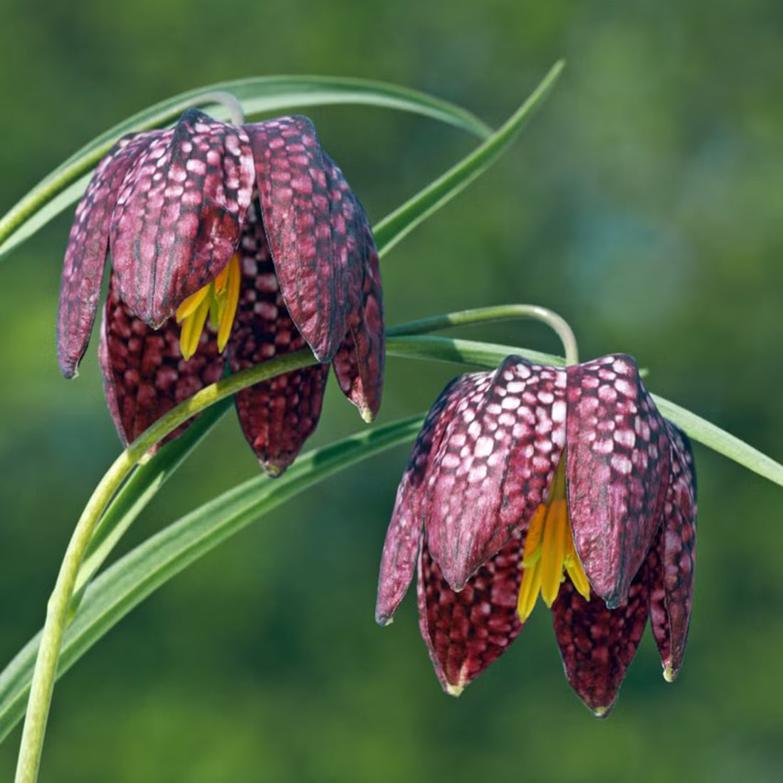 Pink Fritillaria flower seeds