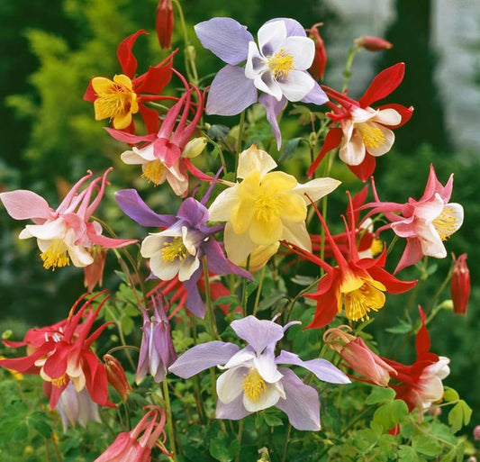 Color Mckana flower seeds
