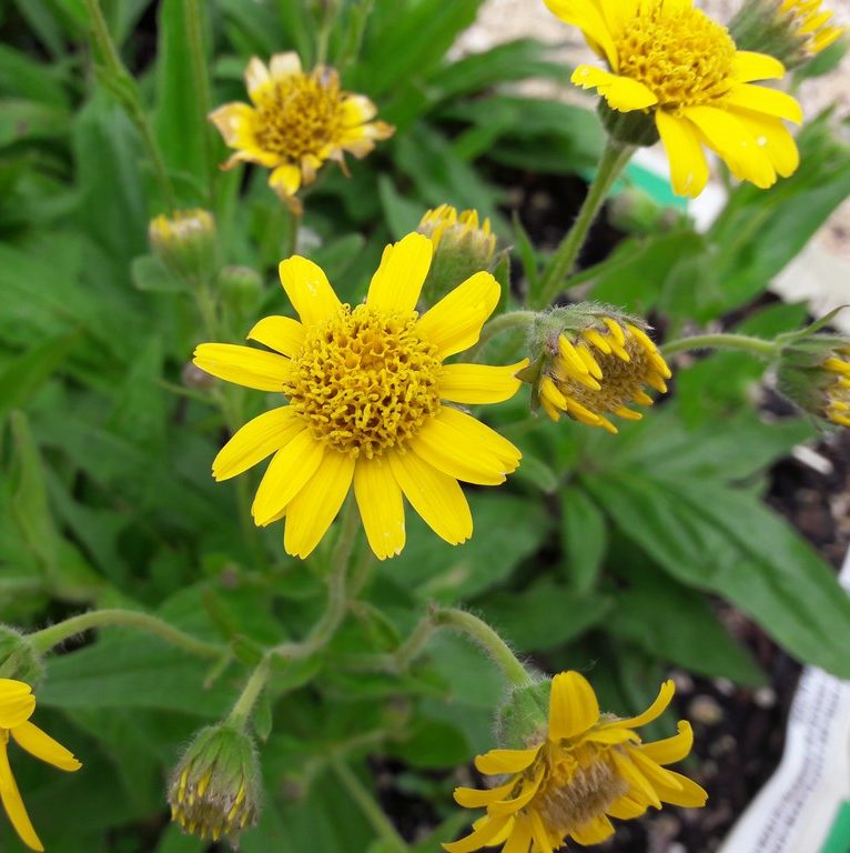 Yellow Meadow flower seeds