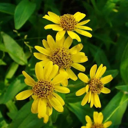 Meadow arnica (Arnica chamissonis) plants featuring bright yellow daisy-like flowers, green foliage, and natural perennial growth in a garden setting.