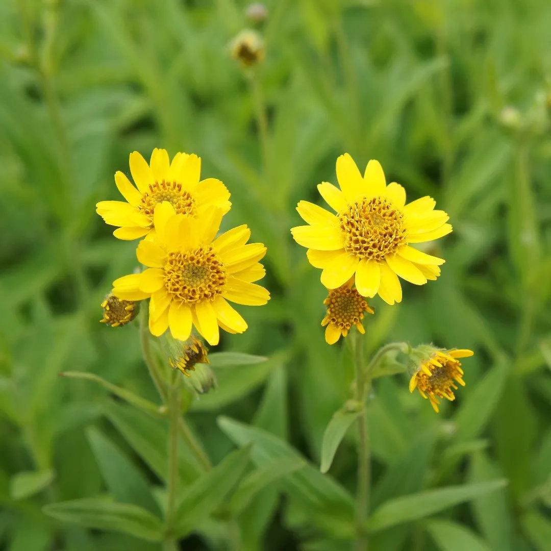 Meadow arnica (Arnica chamissonis) plants featuring bright yellow daisy-like flowers, green foliage, and natural perennial growth in a garden setting.