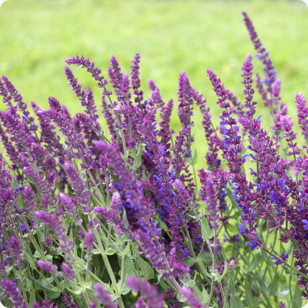 Meadow Sage Flower Seeds for Planting – Heirloom Non-GMO Garden Seeds