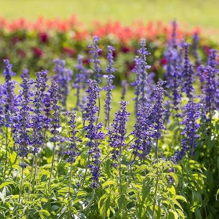 Mealycup Blue Sage Salvia farinacea flower seeds for planting in ornamental gardens