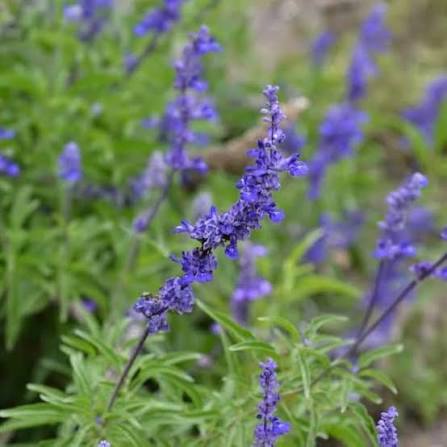 Mealycup Blue Sage Salvia farinacea flower seeds for planting in ornamental gardens