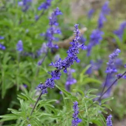 Mealycup Blue Sage Salvia farinacea flower seeds for planting in ornamental gardens