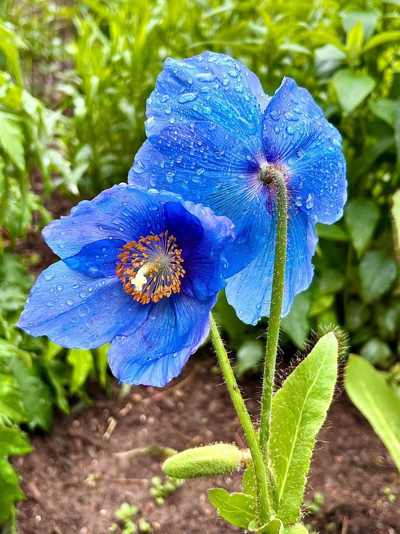 Blue Flower Seeds for Planting – Heirloom Non-GMO Garden Seeds