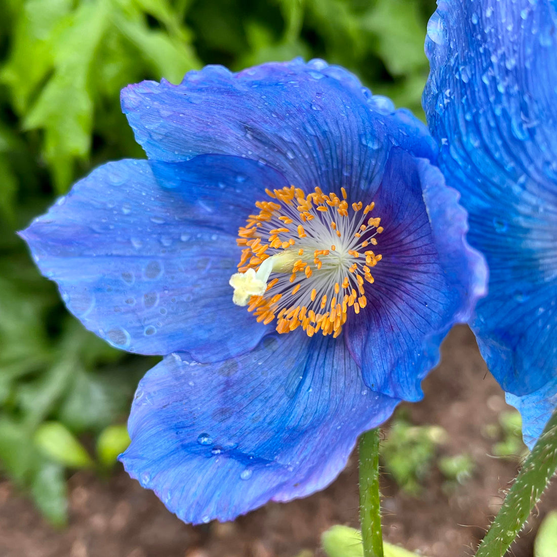 Meconopsis flower seeds
