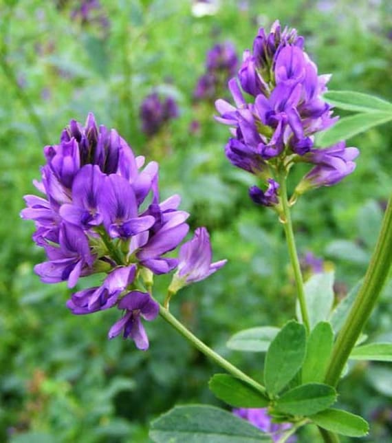 Alfalfa (Medicago sativa) herb plant with green leafy stems and purple flower clusters growing in a sunny garden.