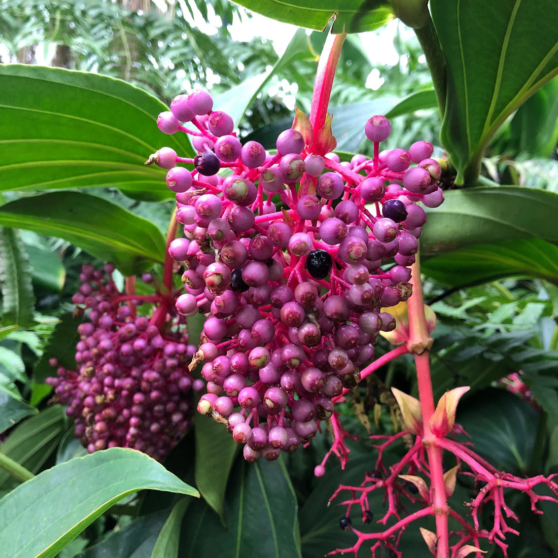 Pink Myriantha flower seeds