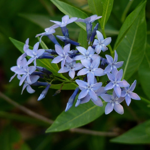 Amsonia flower seeds