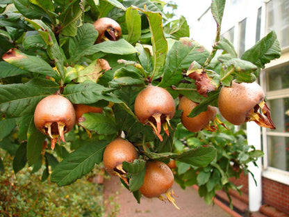 Mespilus Germanica Medlar Tree Seeds for Planting – Heirloom Non-GMO Garden Seeds