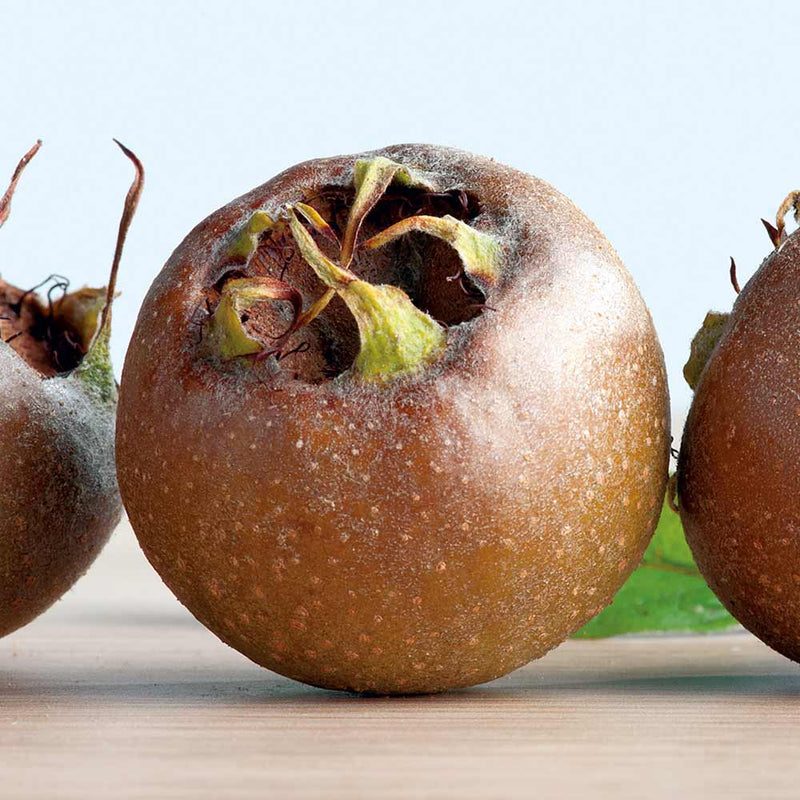 Medlar Fruit Seeds for Planting – Heirloom Non-GMO Garden Seeds