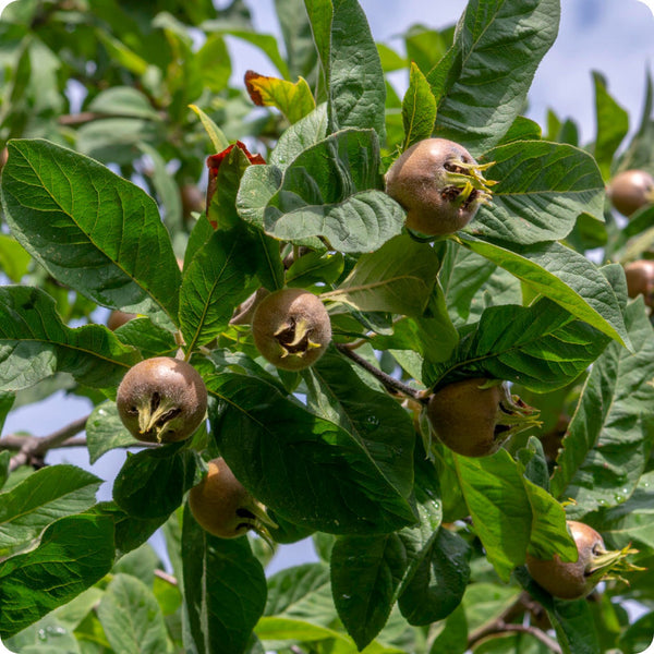 medlar fruit seeds