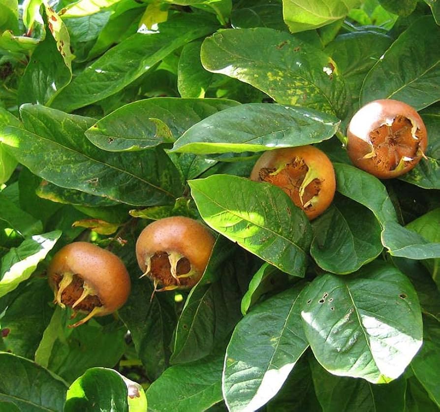 medlar tree seeds