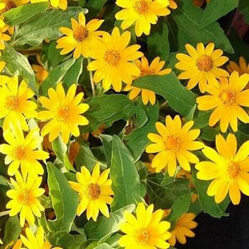 Low flower seeds