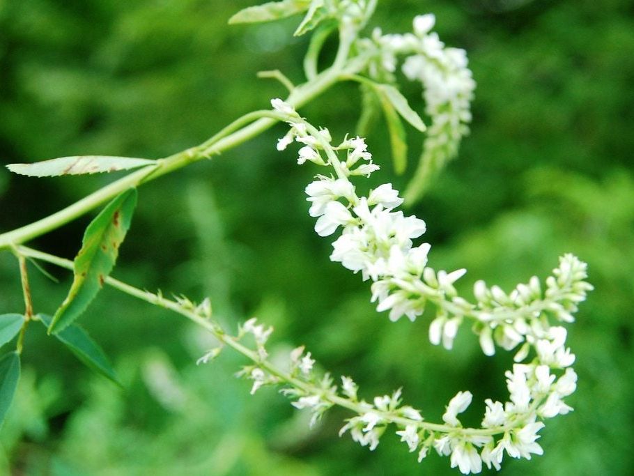 White Sweet Clover flower seeds with tall green stems and fragrant white flower clusters