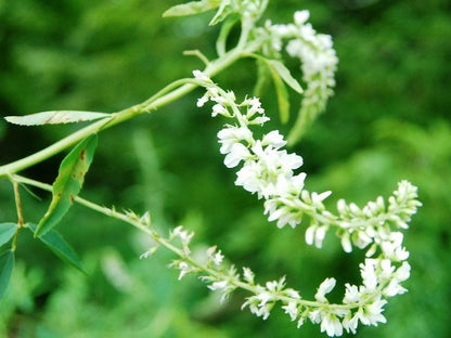 White Sweet Clover flower seeds with tall green stems and fragrant white flower clusters