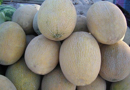 melone amal melon seeds
