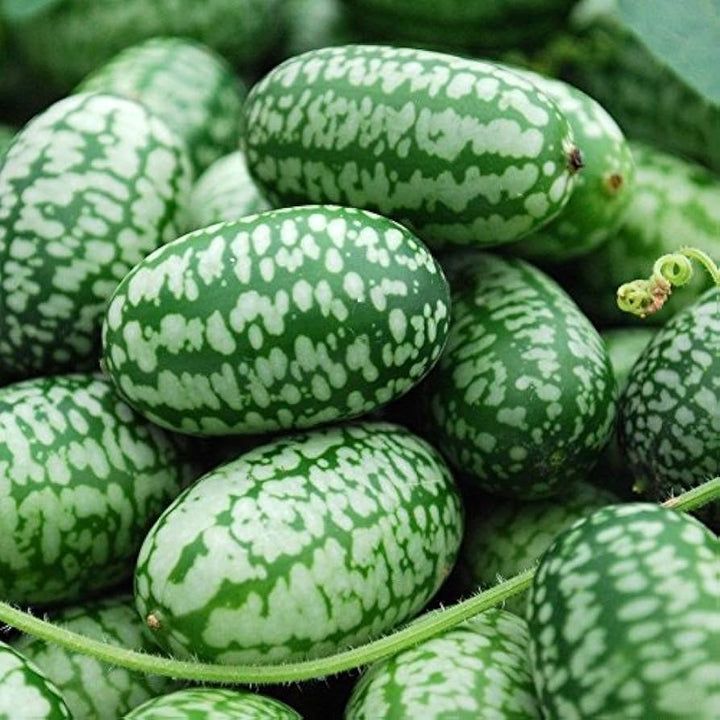 Mexican Sour Gherkin Seeds