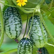 cucamelon seeds