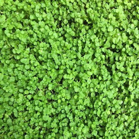 Corsican Mini Mint Herb Seeds for Planting with tiny green leaves and delicate lilac flowers