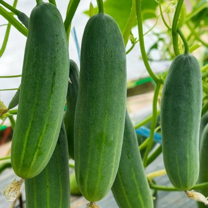 Cucumber Seeds