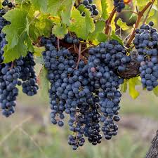 
Merlot Grape Fruit Seeds for Planting – Garden Grape Seeds