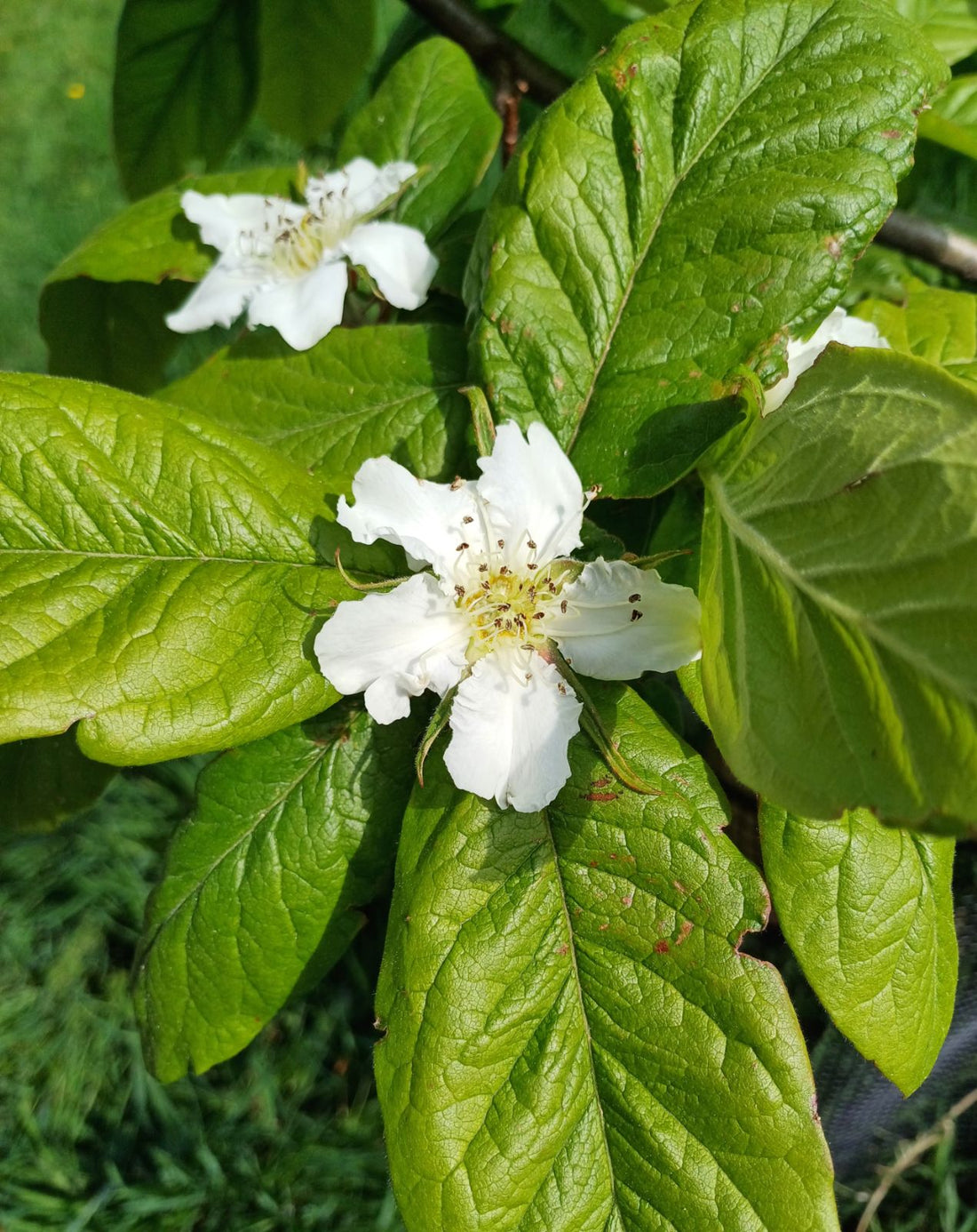 Brown Mespilus flower seeds