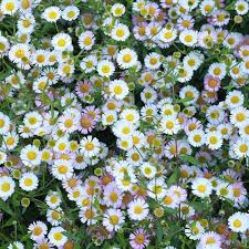 Karvinskianus Flower Seeds with white and pink Mexican Fleabane blooms