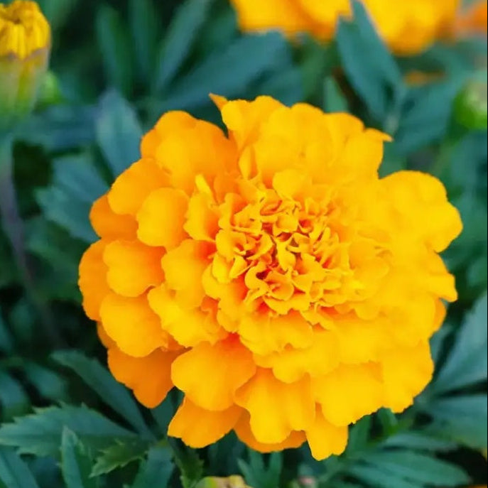 Bright Marigold plant