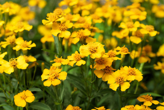 Mexican Mint Marigold Herb Seeds for Planting – Heirloom Non-GMO Garden Seeds