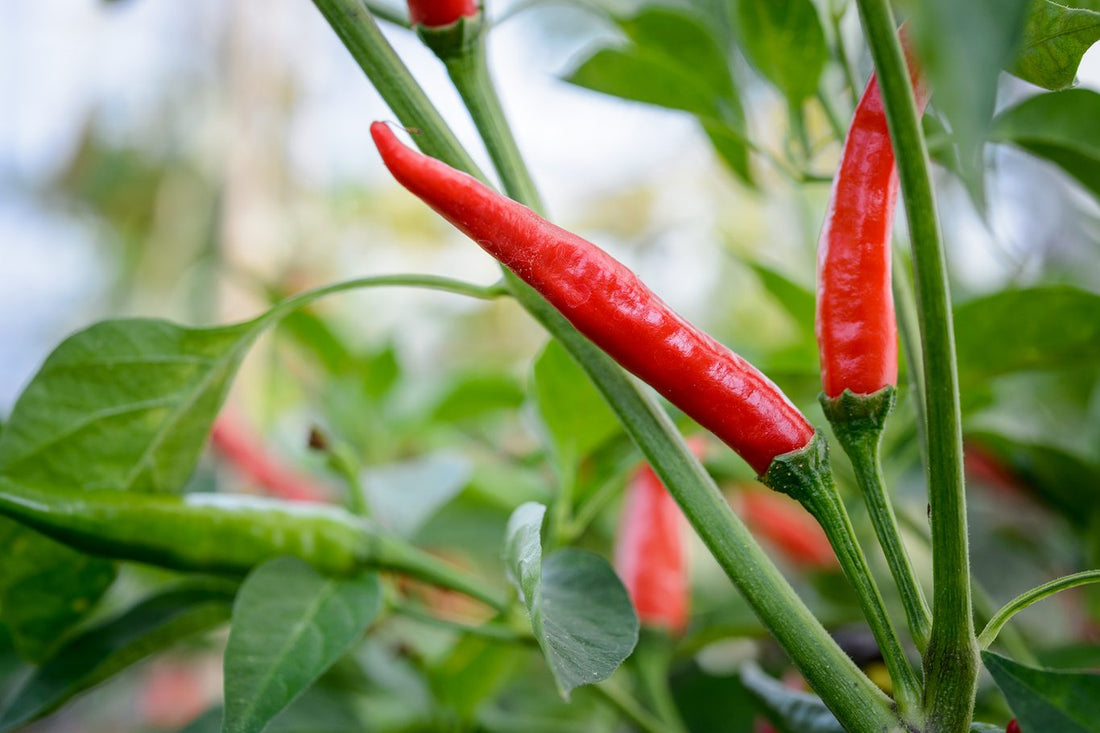 Mexican Pepper Seeds
