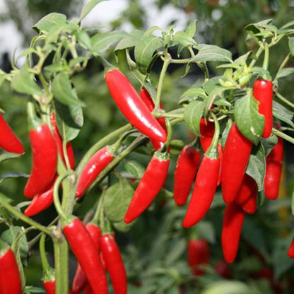 Mexican Pepper Vegetable Seeds for Planting – Heirloom Non-GMO Garden Seeds